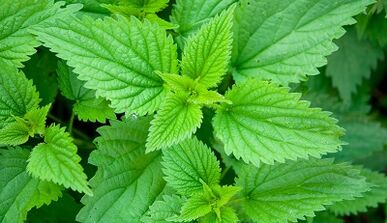 Herbs for the removal of parasites from the body