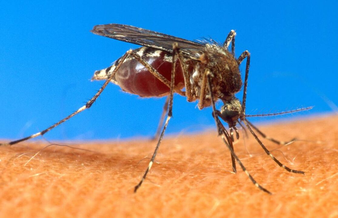 mosquito bite as a route of worm infection