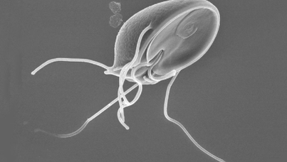 Parasite larva