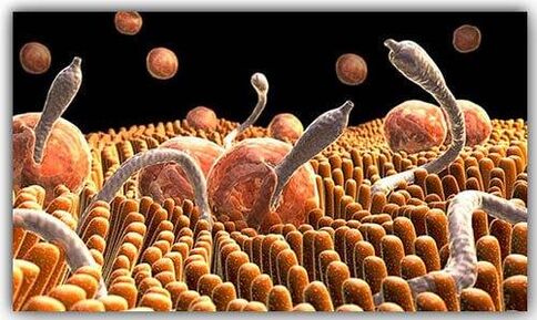 parasites inside the body