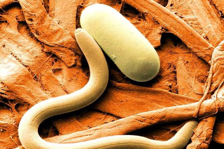 parasites inside the human body