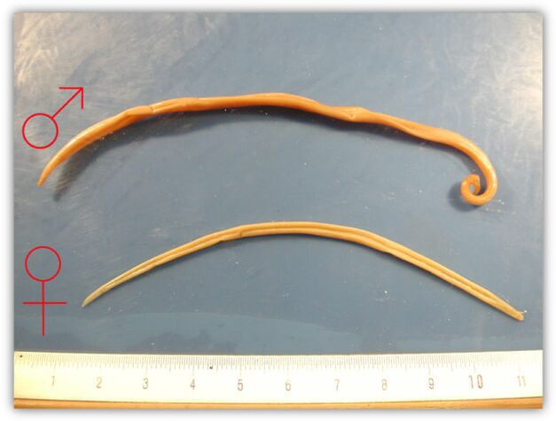 Size of the roundworm