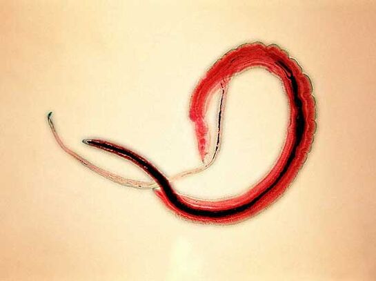 blood worms